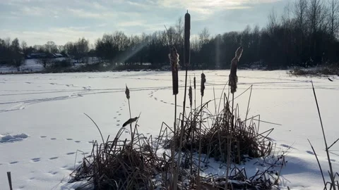 Reeds in winter. Stock Footage 232930888