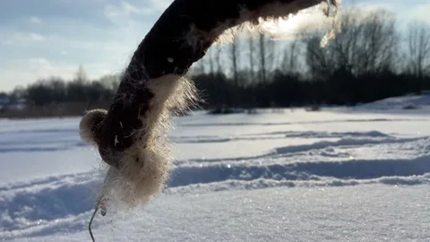 Reeds in winter. Stock Footage 232931038