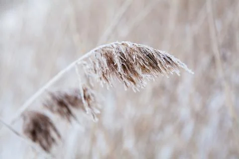 Reeds in winter Stock Photos