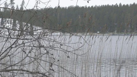 Reeds on winter river Stock Footage 123228120