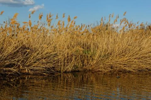 Reedy lakeside Stock Photos