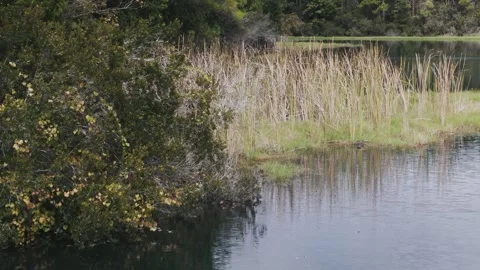 Reedy pond in park Vídeo Stock 254829191
