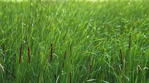 Reeedmace plants tremble Stock Footage 77532599