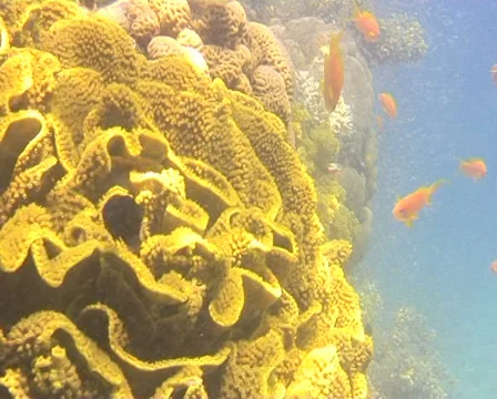 REEF 1 Stock Footage 30141451
