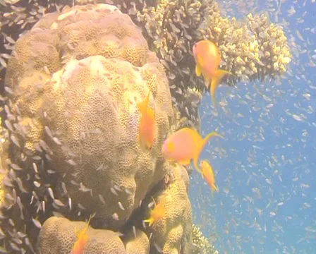 REEF 2 動画素材 30139970