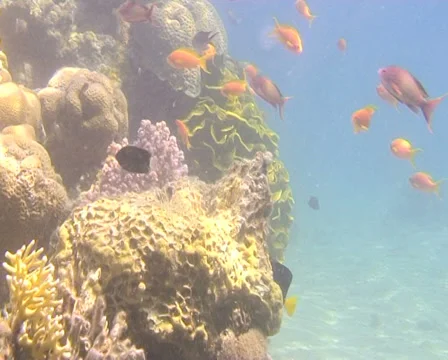 REEF 4 Stock Footage 30140928