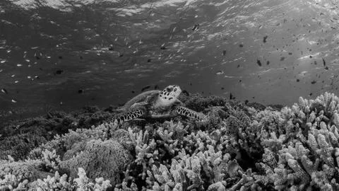 The Reef is alive Stock Photos