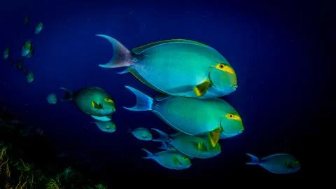 The Reef is alive Stock Photos