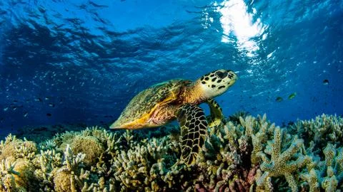 The Reef is alive Stock Photos