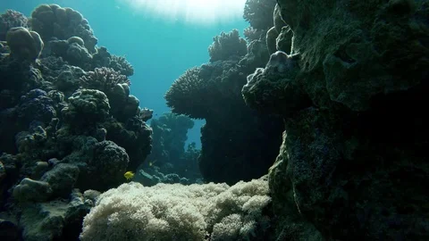 Reef and beautiful fish. Stock Footage 84586774