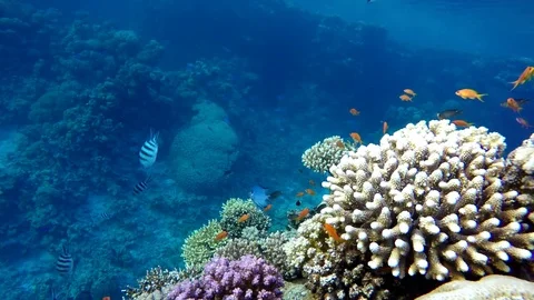 Reef and beautiful fish. Underwater life in the ocean. Stock Footage 84023402