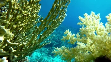 Reef and beautiful fish. Underwater life in the ocean. Stock-Footage 85559341