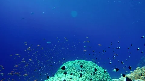 Reef and beautiful fish. Underwater life in the ocean. Stock Footage 89727456