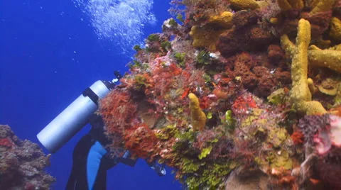 Reef and diver 1 Stockbeeldmateriaal 1104829