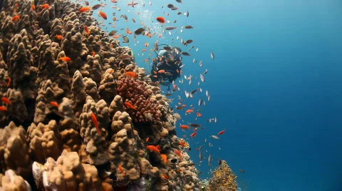 Reef and diver Видео 537881