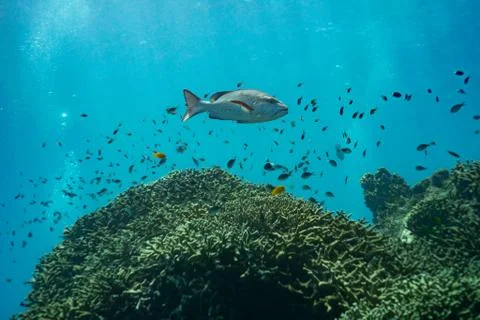 Reef and fish Stock Photos