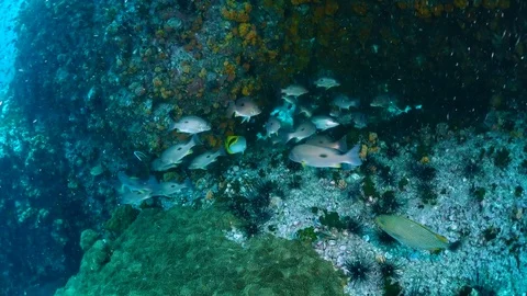 Reef and Marine life in Chumphon dive stie, Thailand Stock Footage 77431053