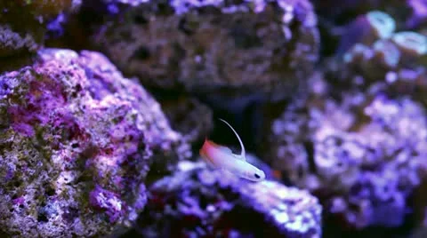 Reef Aquarium Video stock 22260615
