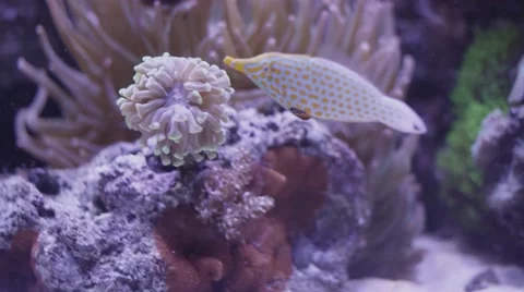 Reef Aquarium Stock Footage 56332199