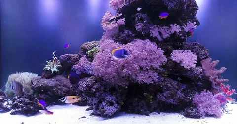 Reef aquarium Stock Footage 103292129