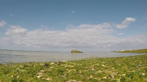 Reef beach with green algae in the surf in sunny weather. Okinawa. Stockbeeldmateriaal 85309645