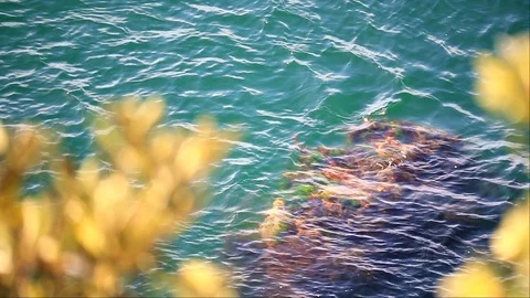 Reef Beneath The Waves Stockbeeldmateriaal 124354387