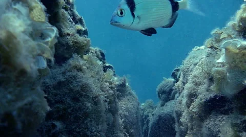 Reef at the bottom of the blue sea - HD Video Video stock 46773146