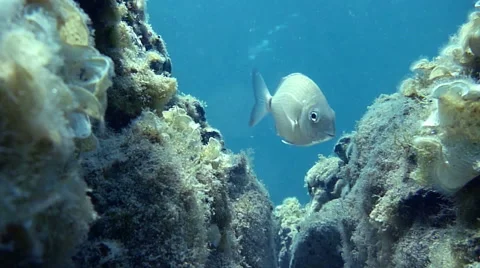 Reef at the bottom of the blue sea - HD Video Video stock 46774041