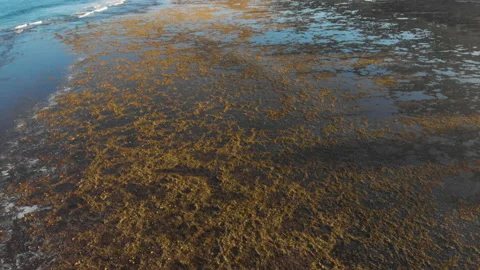 Reef break shore at sunset 库存影片 131298552