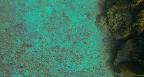 A reef close up Stock Footage 42832852