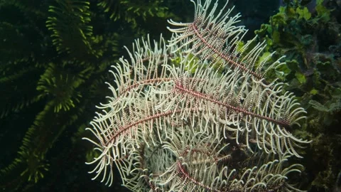 Reef coral is moving by flow Stock Footage 139699070