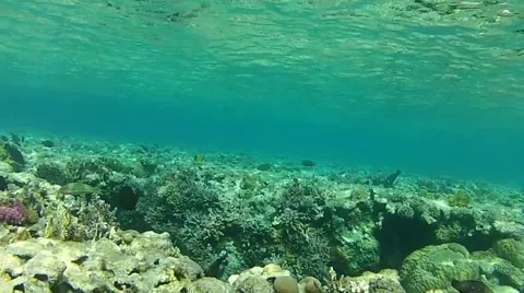 Reef coral.mp4 Stock Footage 57417499