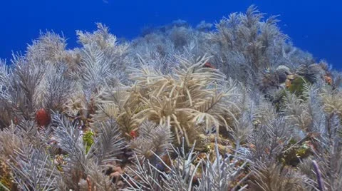 Reef coral,tropical fish II Vídeo Stock 11179522