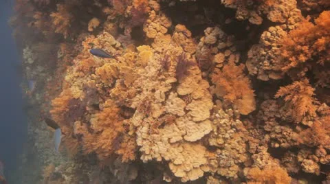 Reef covered by the soft corals 動画素材 22642959
