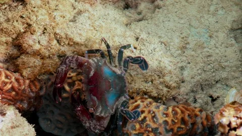 Reef Crab Grazing Among Shallow Coral Colonies Stock Footage 342899992