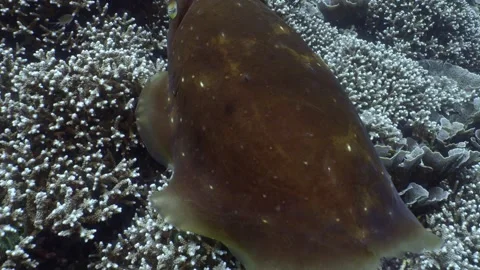 Reef Cuttle fish swimming over hard corals, Raja Ampat, Indonesia Stock Footage 296656094