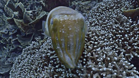 Reef cuttle fish swims over hard corals, Raja Ampat, Indonesia Video stock 296653911