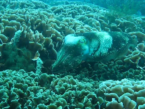 Reef cuttlefish flashing warning signs Stock Footage 26208427