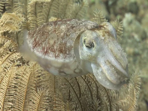 Reef Cuttlefish Stock Footage 98456720