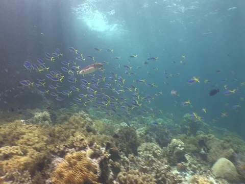 Reef Cuttlefish Stock Footage 98699413