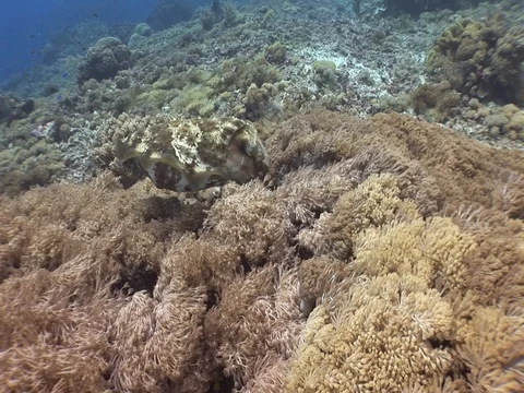 Reef Cuttlefish Stock Footage 98699896