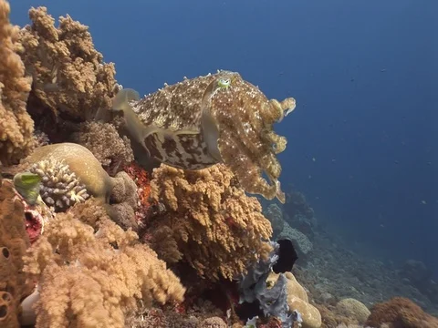 Reef Cuttlefish Stock Footage 98700048