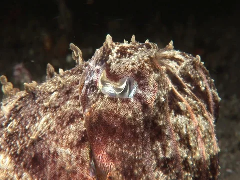 Reef Cuttlefish Stock Footage 98700085