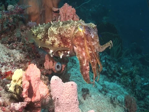 Reef Cuttlefish Stock Footage 98860703