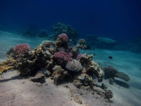 Reef in the deep Stock Photos