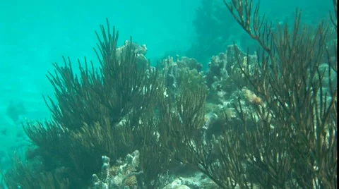 Reef Dive Stock Footage 7737241