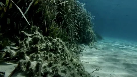 Reef diving into the transparent sea Stock Footage 81813874