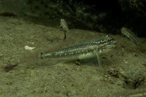 Reef Dweller: Macro Underwater View of a Goldspot Goby Perched on the sea bed 写真素材