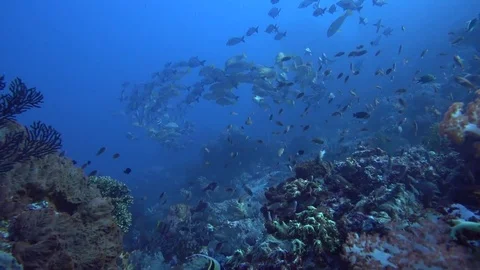 Reef filled with fish schools Video stock 81116423