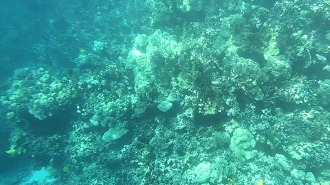 Reef Fish 1 Stock Footage 138133541